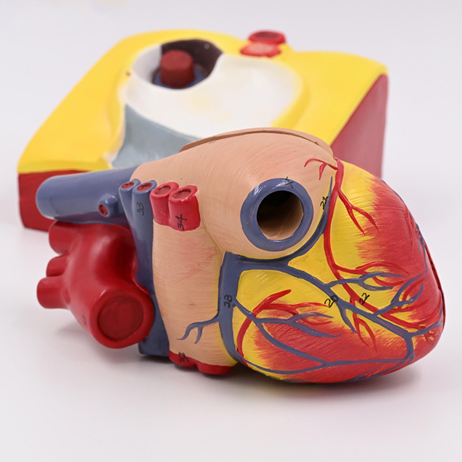 Herzmodell, menschliches Herz, anatomisches Modell, einfach zu bedienende medizinische Lehrhilfe, nummerierte medizinische Medizin, menschliche Anatomie für Labor, Lehrkrankenhaus