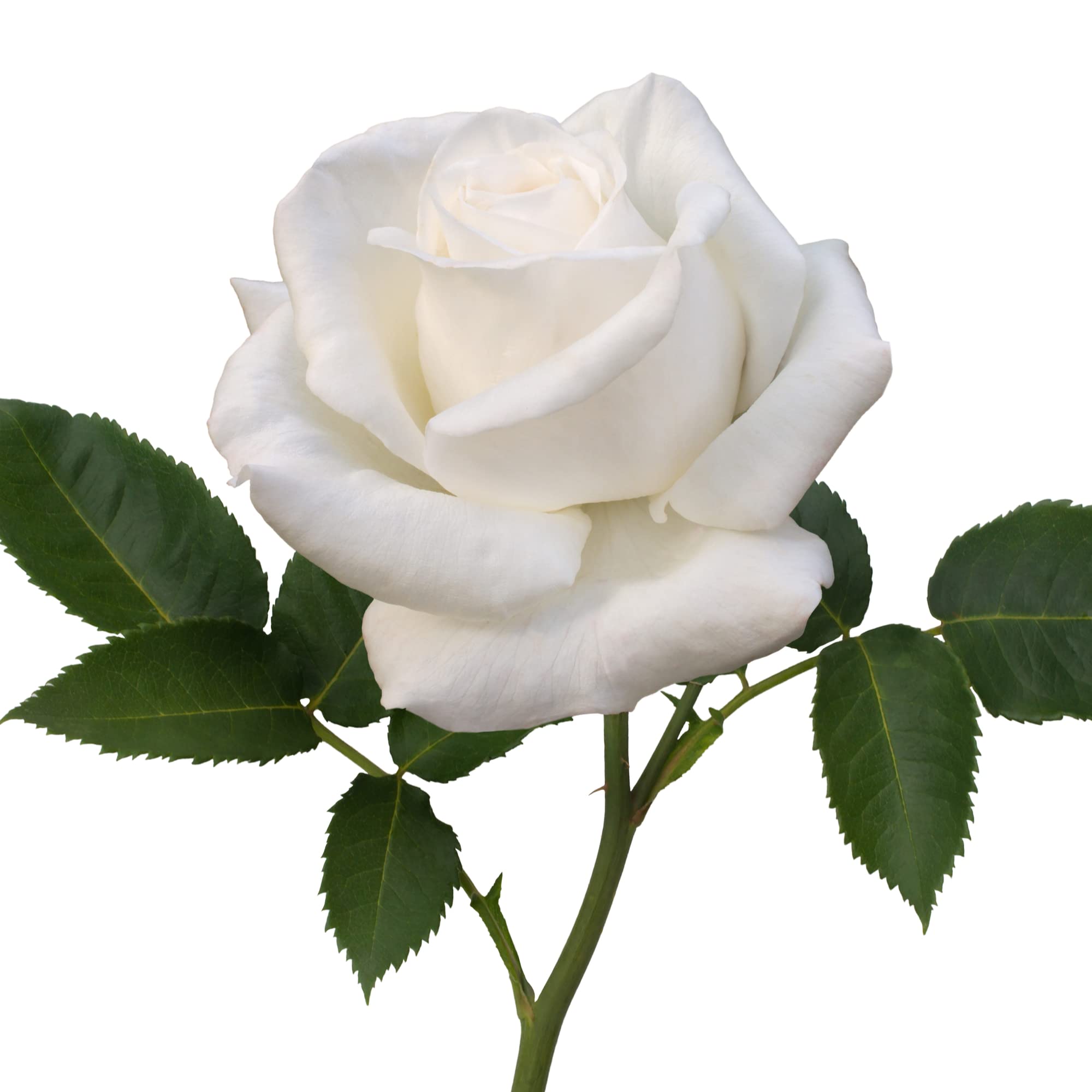 Rose Plants, White Rose, 1 x Full Plant in 5L Pot, Roses, White Roases, Flowers, Fragrant, Garden Ready and Ready to Plant, Premium Quality Garden Plants