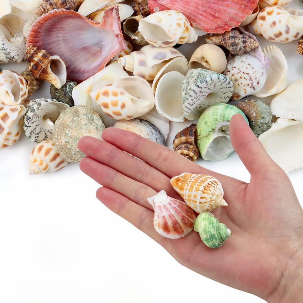 assorted seashells for craft projects close up