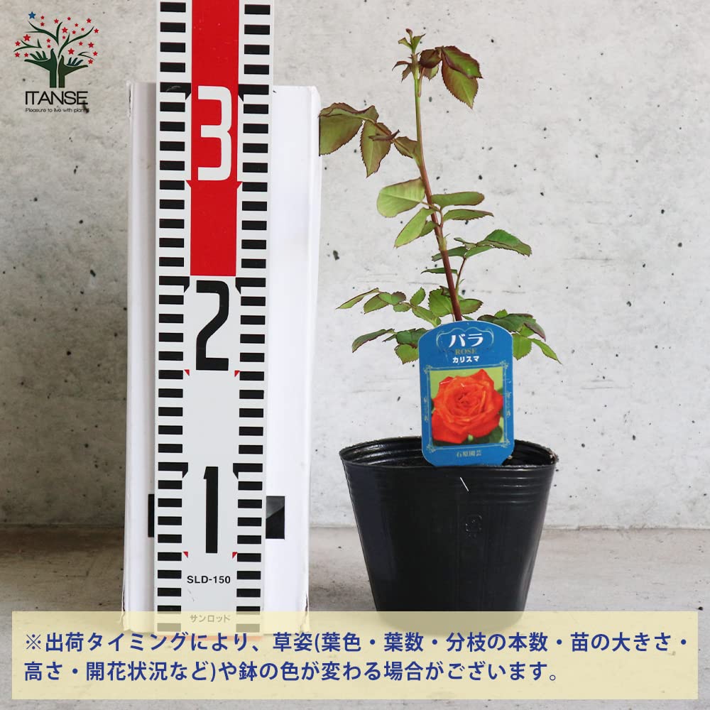 Amazon.co.jp: ITANSE 薔薇 カリスマ 4号 1個売り[花木苗/薔薇苗