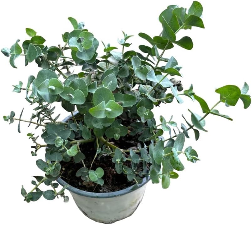 Evergreen Eucalyptus Tree Cinerea - Silver Eucalyptus-Garden Tree Plant in 12 cm Pot 20 cm Height