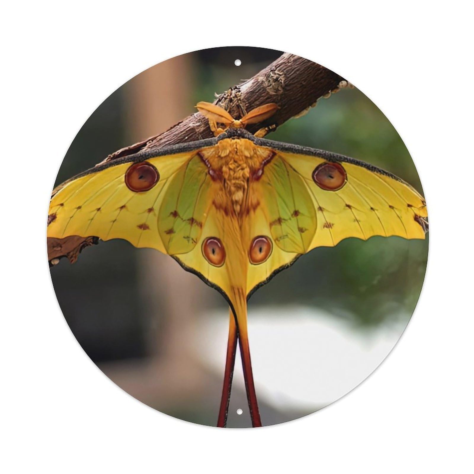 Insect Madagascar Moon Moth Vintage Metal Tin Sign Plaque Wall Decor for Cafe, Club Bar, Office, Garden Metal Poster 8x8Inch