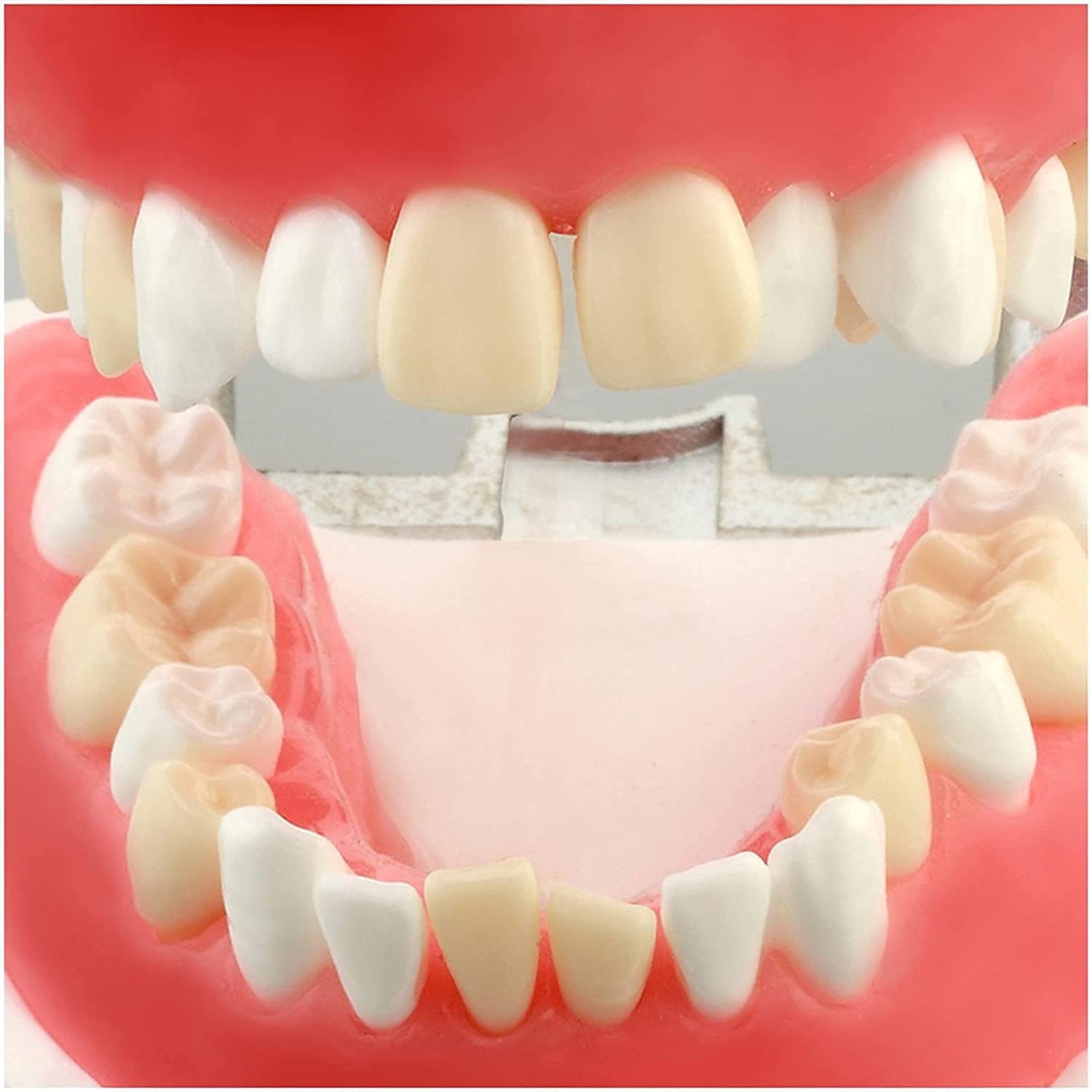 Model nauczania dentystycznego, model demonstracyjny wyjmowanych zębów do treningu dorosłych, standardowe materiały do nauki praktyki dentystycznej do użytku edukacyjnego