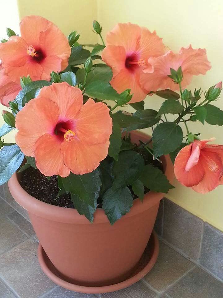 Hibiscus Plant Flowering Plants Hibiscus Orange Flowering Healthy Live Plant All Time 12 months Flowering for Garden and Home (B0BZLVHJ5L) Amazon Price History, Amazon Price Tracker