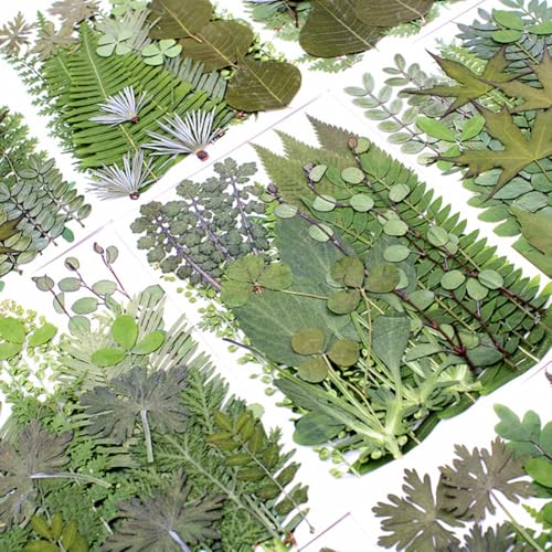 30 hojas prensadas secas diversas para manualidades miniatura 5