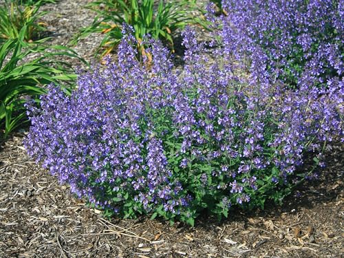 Greenwood Nursery: Live Perennial Plants - Junior Walkers Low Catmint + Nepeta Faassenii - [Qty: 2X Pint Pots] - (Click for Other Available Plants/Quantities)