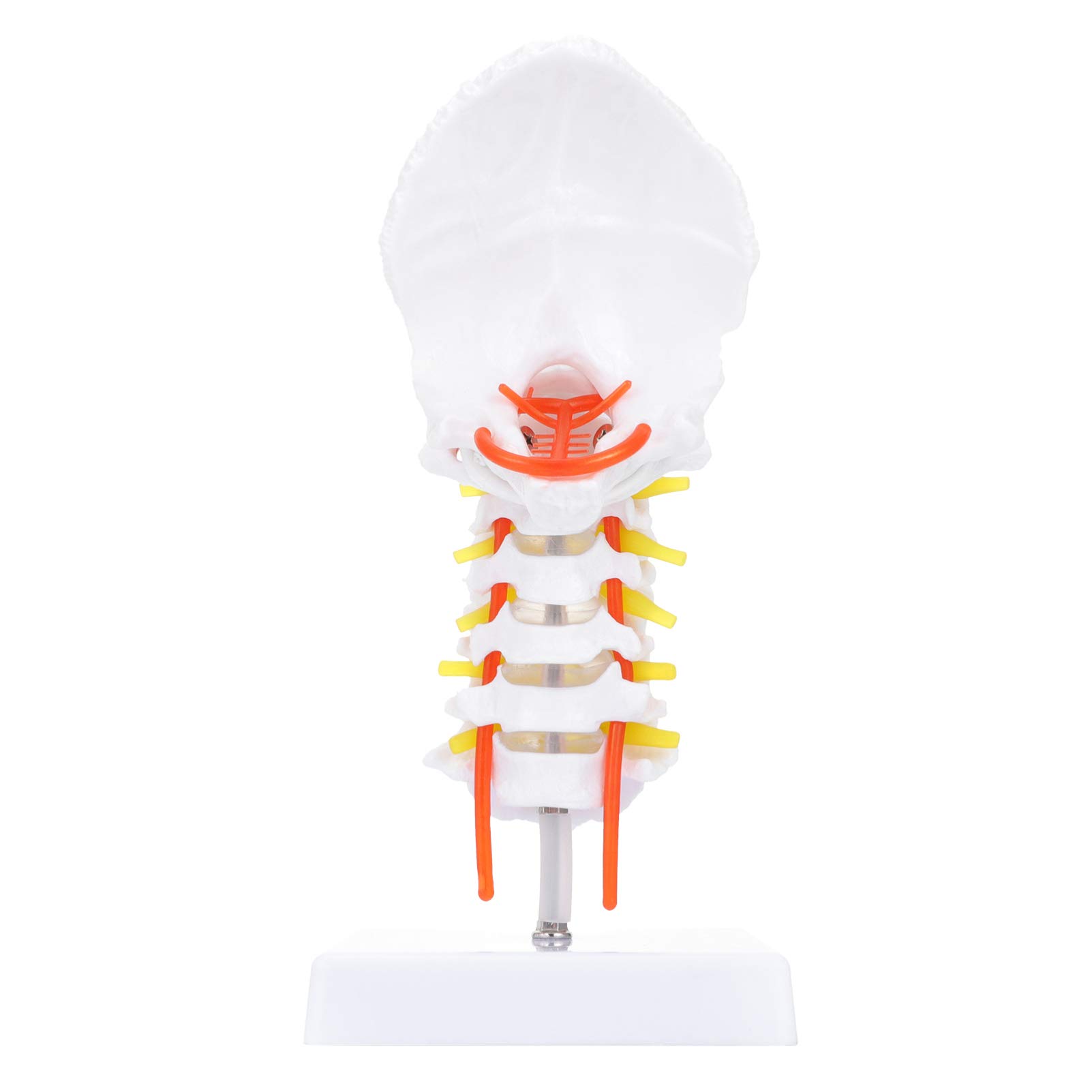 Buy Scicalife Cervical Vertebra Arteria Spine Spinal Nerves Anatomical ...