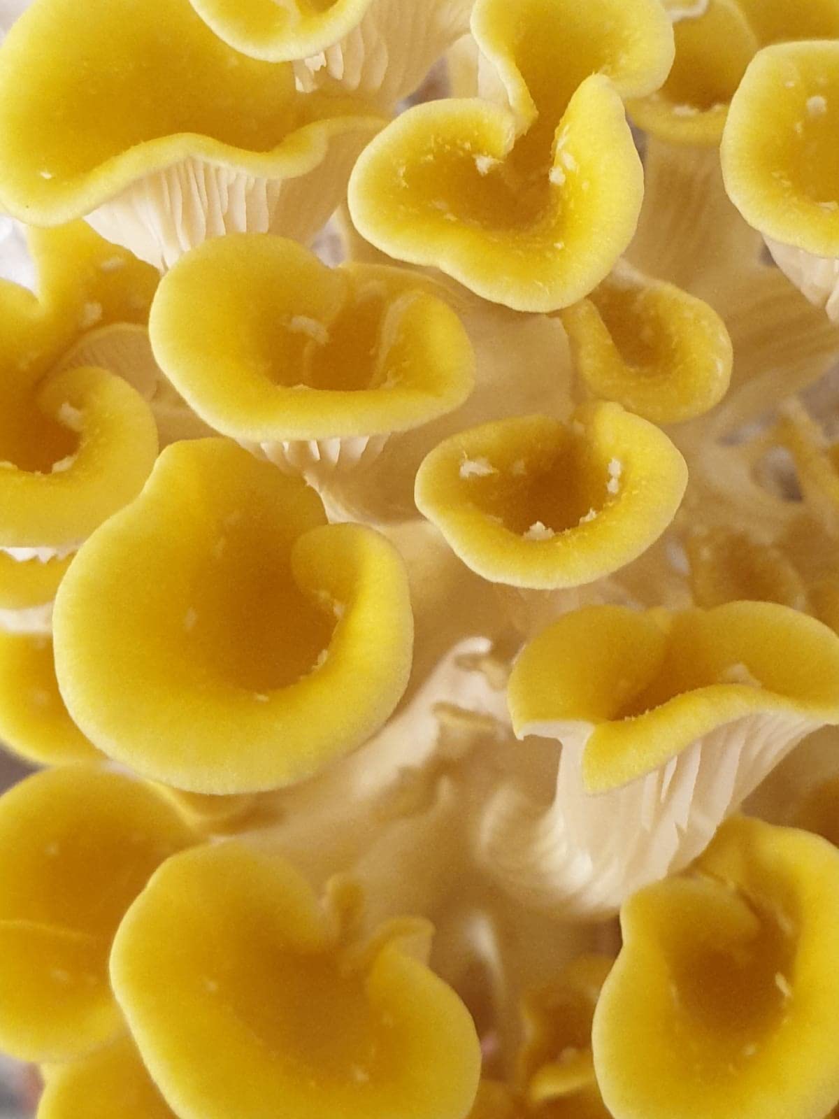 Gold Oyster Mushroom Spawn/Seed, 60g Heat Sealed Bag (Pleurotus citrinopileatus) Foragers Table — image 1