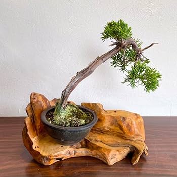 Amazon.co.jp: 花台 盆栽台 流木インテリア 生け花 569 : おもちゃ Amazon.co.jp: 花台 盆栽台 流木インテリア 生け花 569 : おもちゃ