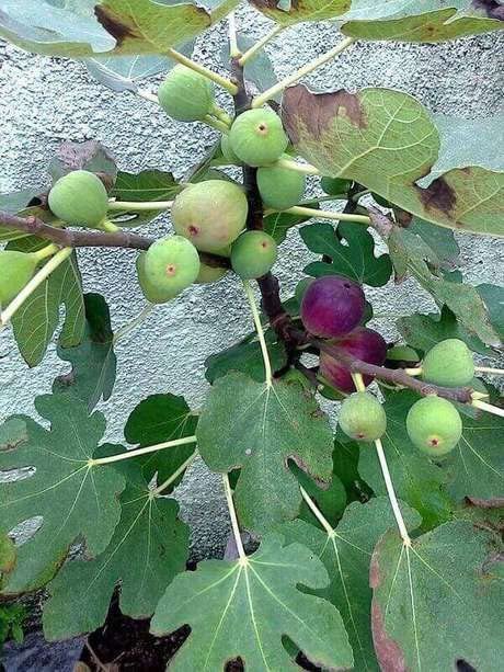 See full amazon price history chart for Mphmi Live Plants Nursery Garden Excel Variety Fig Anjeer Fruit (Air layered/Grafted) Live Plants & Tree (1-1.5 Ft Size) (Anjeer) Plant Mphmi Live Plants Nursery Garden Excel Variety Fig Anjeer Fruit (Air layered/Grafted) Live Plants & Tree (1-1.5 Ft Size) (Anjeer) Plant (B0BV2B5LXV) Amazon Price History, Amazon Price Tracker
