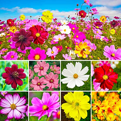Top 20 Best Flower Seeds of 2022 (Reviews) FindThisBest