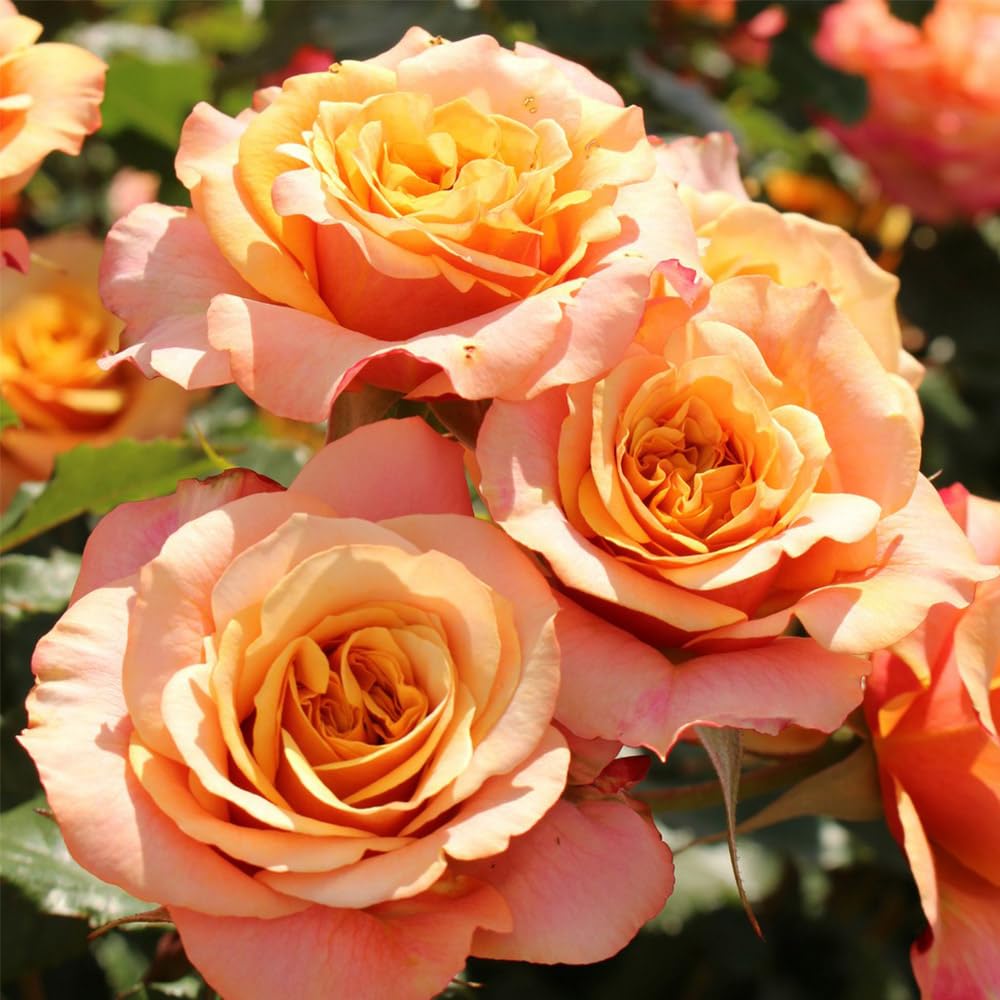 Amazon.com : Heirloom Grandiflora Roses, Live Own Root Plant for