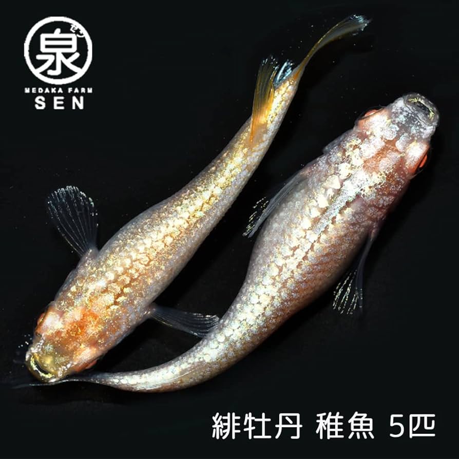 ※おかかさん専用※【非売品】back number  泡と羊 時計 天然水おかき まろやかさん