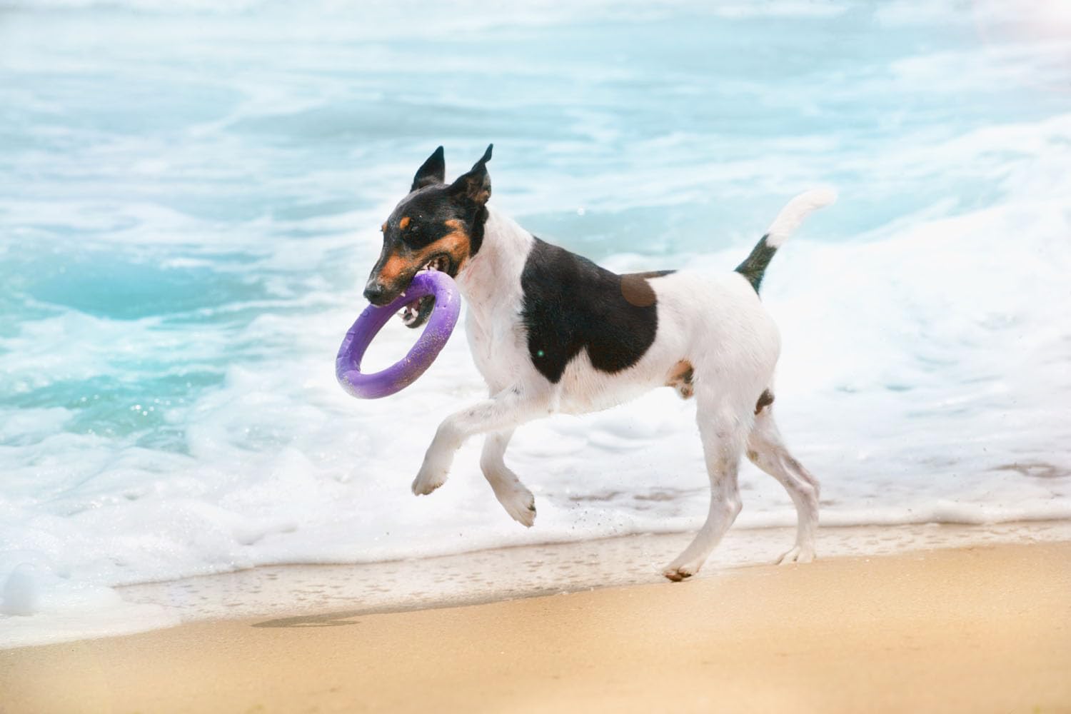 Puller Standard, 2 pièces, 19,5 x 3 cm, anneaux de jeu, jouet interactif pour chien, jouet aquatique, appareil de fitness pour chien, jouet à lancer