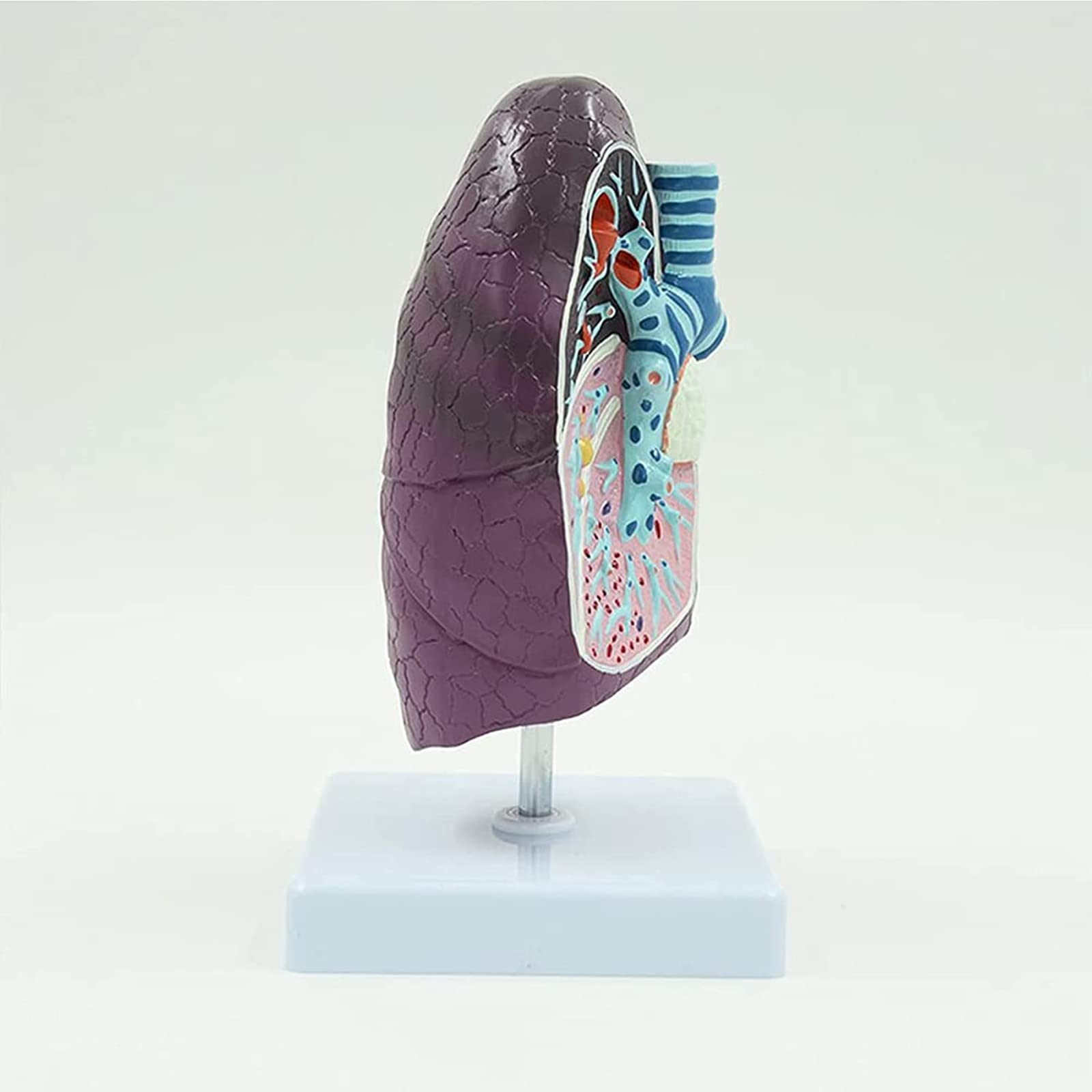 Anatomiemodelle, L2/3 Menschliches anatomisches Modell in Lebensgröße for