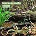Imagen de 2 Piezas Lagarto Juguetes para Niños