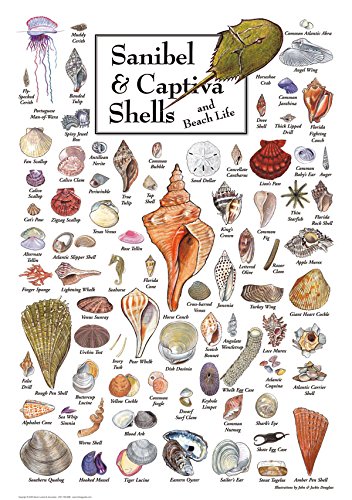 Heritage Puzzle Shells of Sanibel & Captiva 550 Piezas | Rompecabezas de 550 piezas para adultos, arte de pared de naturaleza costera, rompecabezas encuadrables 24" x 18" tamaño final miniatura 2