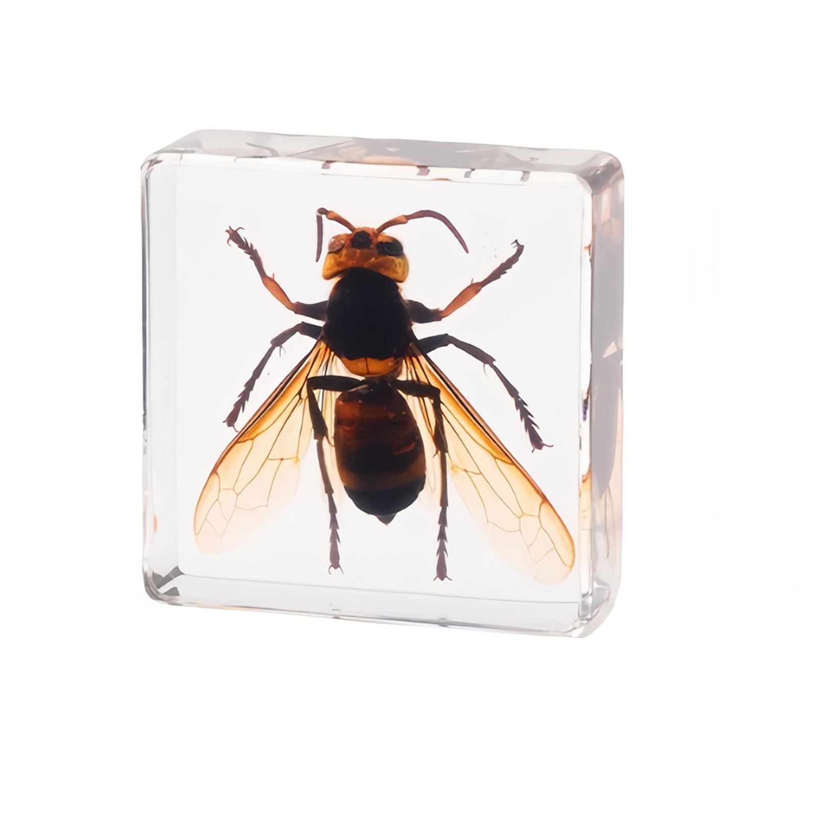 Esempi Insetti Reali Insetti In Resina Animali Esemplare Fermacarte Per Appassionati Di Biologia Collezione Insegnamento-ALL