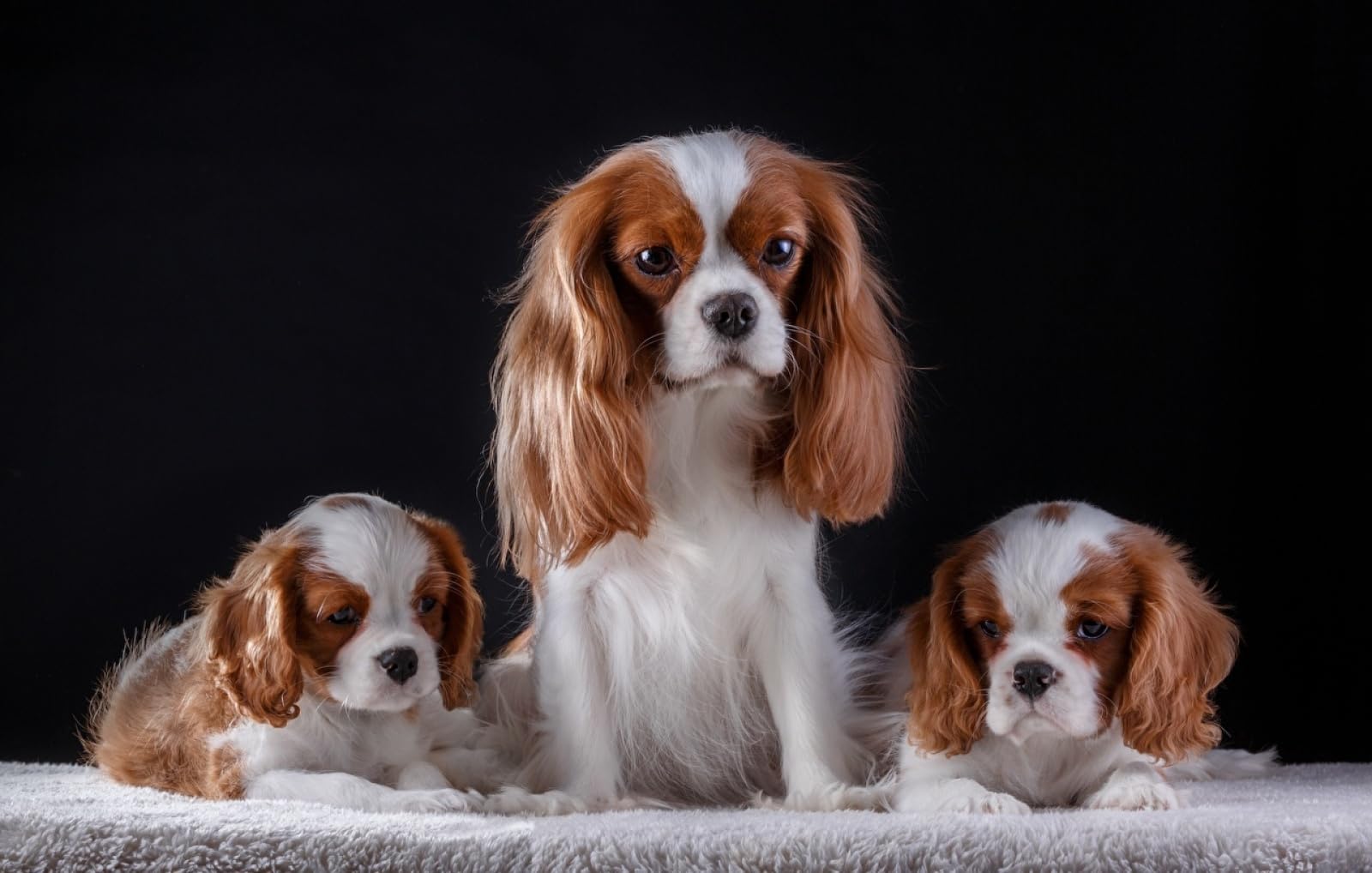 puzzle economici puzzle 1500 pezzi Cuccioli di King Charles Spaniel 87x57cm