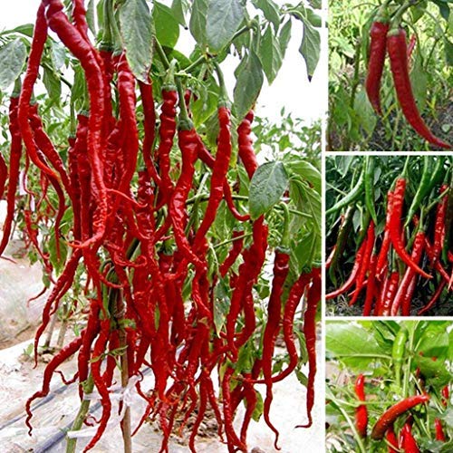 Golden Hills Farm WorldS Best Hybrid Chilli Seeds 100 seeds (B07NGPHPCP) Amazon Price History, Amazon Price Tracker