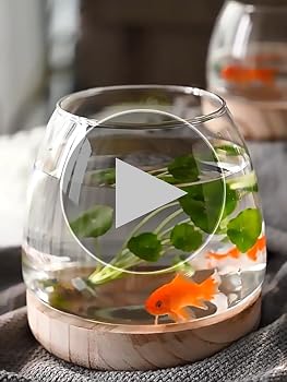 Amazon | 金魚鉢 ガラス 丸 金魚 水槽 小さい メダカ水槽 飼育水槽