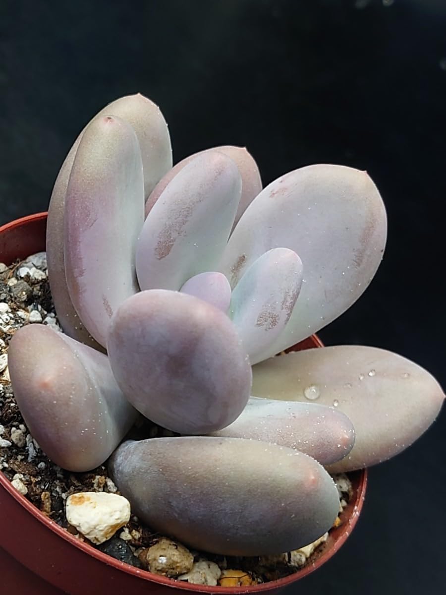 多肉植物　韓国苗　ムーンストーン　双頭　抜き苗 Amazon.co.jp: 多肉植物 韓国苗 ムーンストーン : DIY・工具・ガーデン