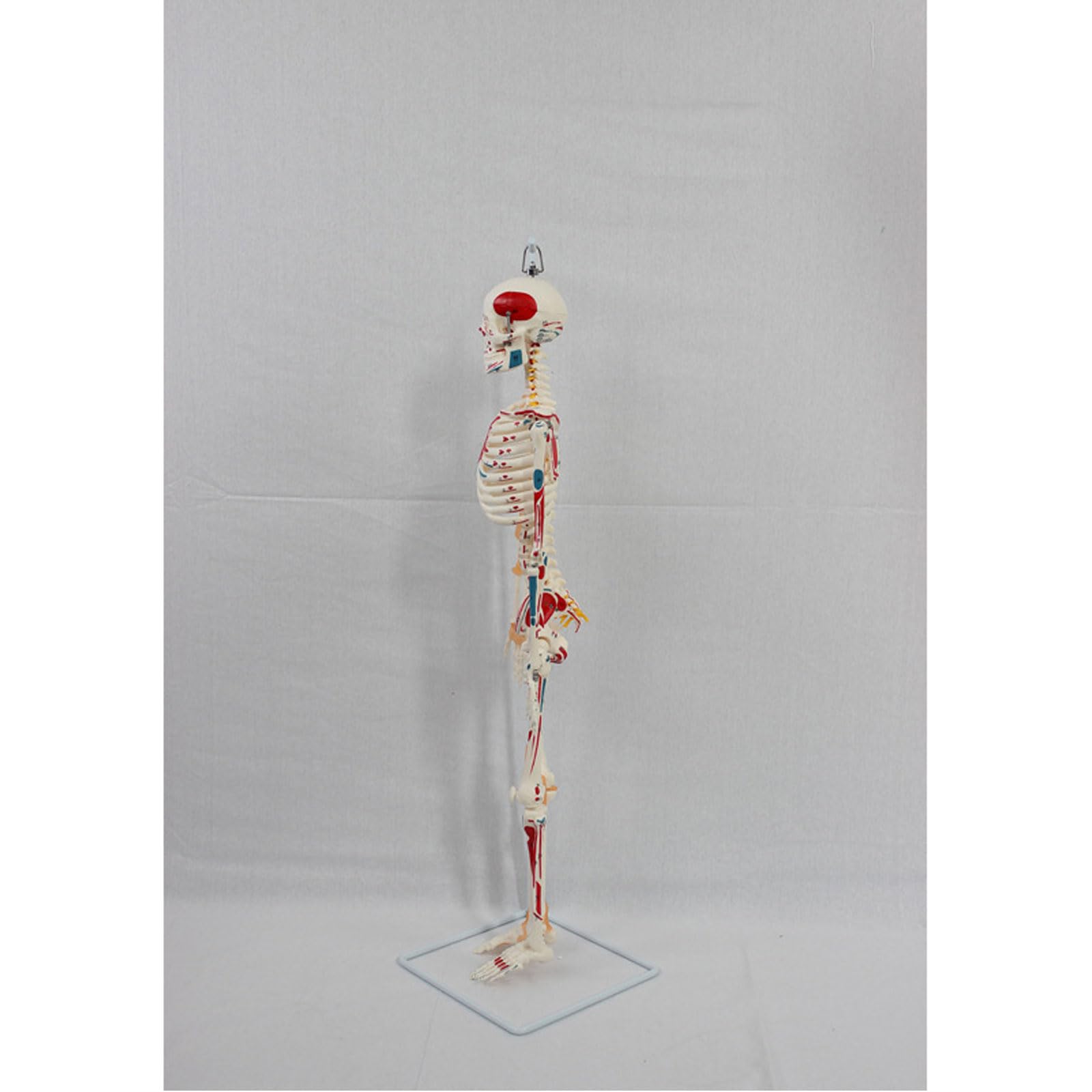 Anatomiczny model ludzkiego szkieletu o rozmiarze 85 cm z namalowanymi mięśniami i więzadłami, odpowiedni do wyświetlania w klasie i studiów medycznych
