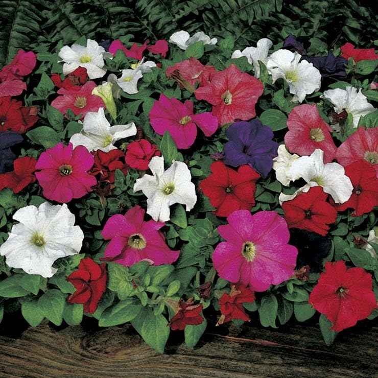 Park Seed Dreams Mix Petunia Seeds