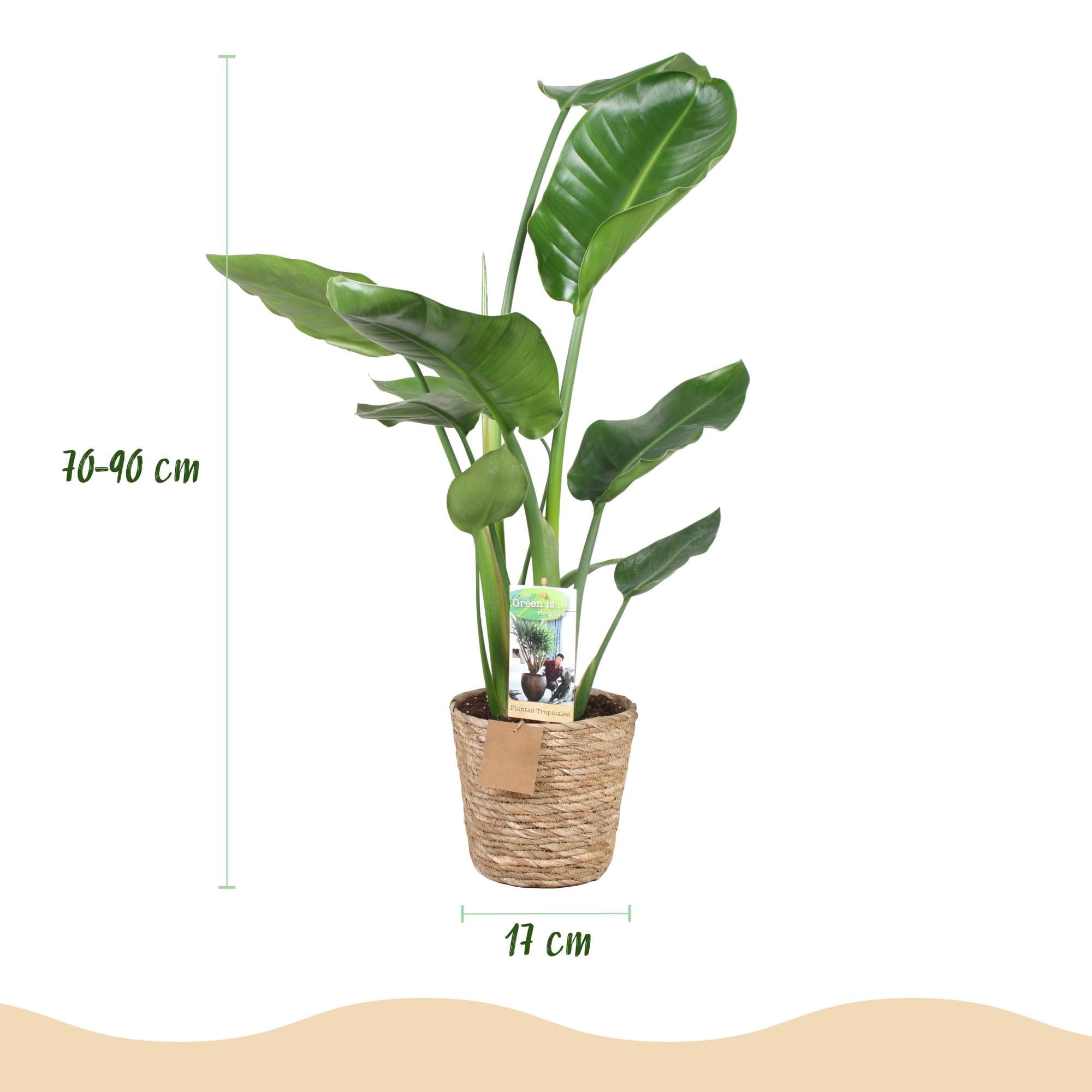 Strelitzia Nicolai – Paradiesvogelblume – 2 Pflanzen – 70-90cm – 17cm – Tropische Zimmerpflanze mit großen grünen Blättern – inkl. Korb