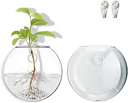Wangsdjy Estação de propagação de plantas de montagem na parede - vaso de vidro hidropônico transparente, vaso oblato para plantas de interior | Perfeito para casa, escritório, decoração de banheiro |