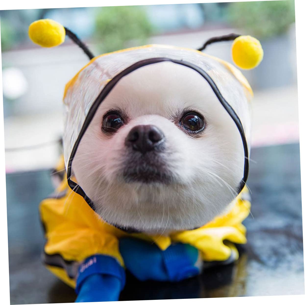 FRCOLOR 3stücke Hunderegenmantel Bienenform wasserdichte Regenponcho Für Kleine Und Mittelgroße Hunde Schützendes Hundezubehör Für Nasses Wetter Super Haltbar Und Stylisch