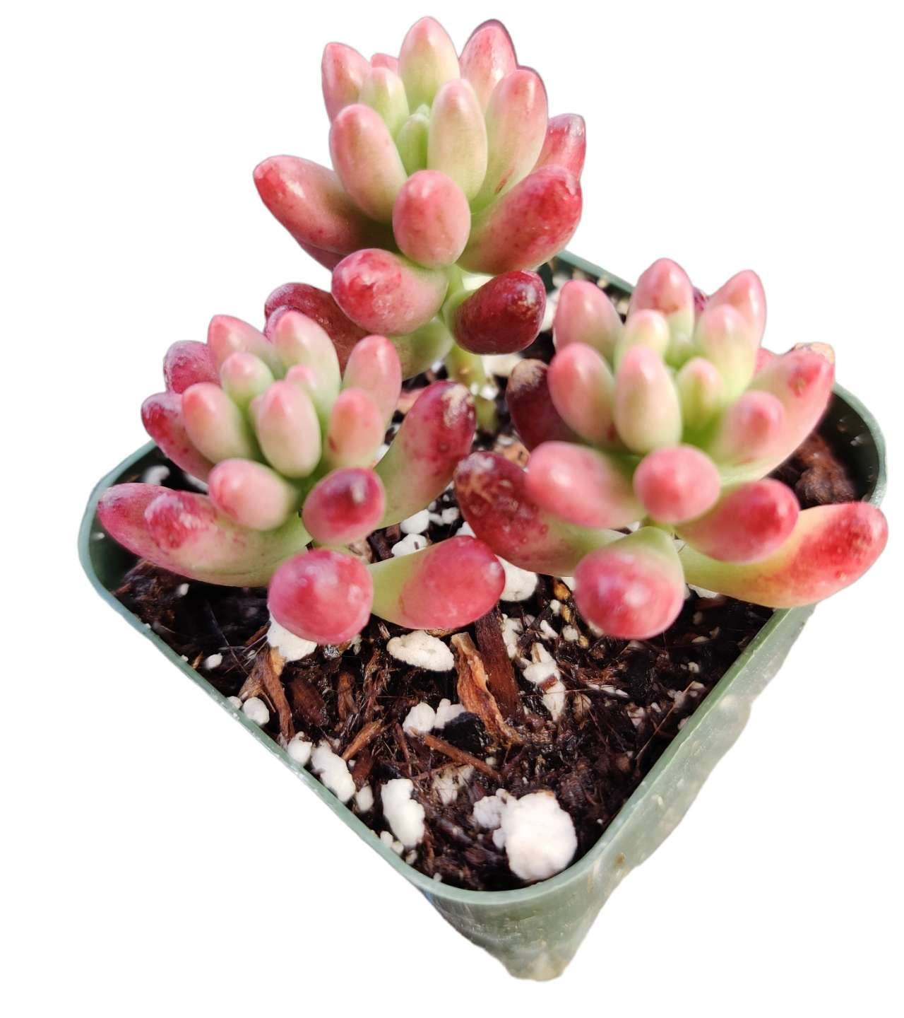 Live Succulent Plants Sedum Plants (2" Pot Rubrotinctum Aurora/Jelly Beans)