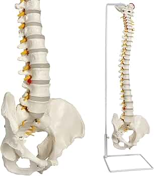 61yPlF4N6UL._AC_UF350, 61yPlF4N6UL._AC_UF350,