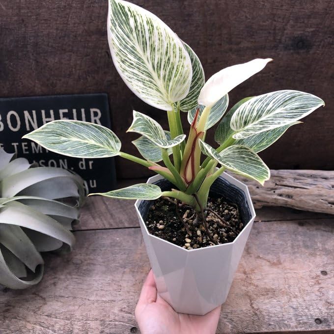 Amazon｜ノーブランド品 フィロデンドロン バーキン 希少 斑入り 観葉