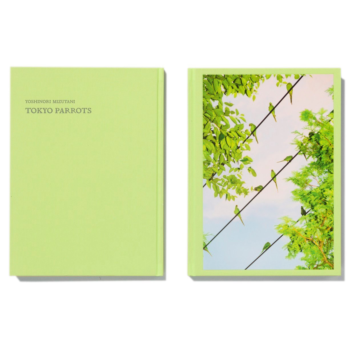 Amazon | TOKYO PARROTS | 水谷吉法, 水谷吉法 | Individual Artists