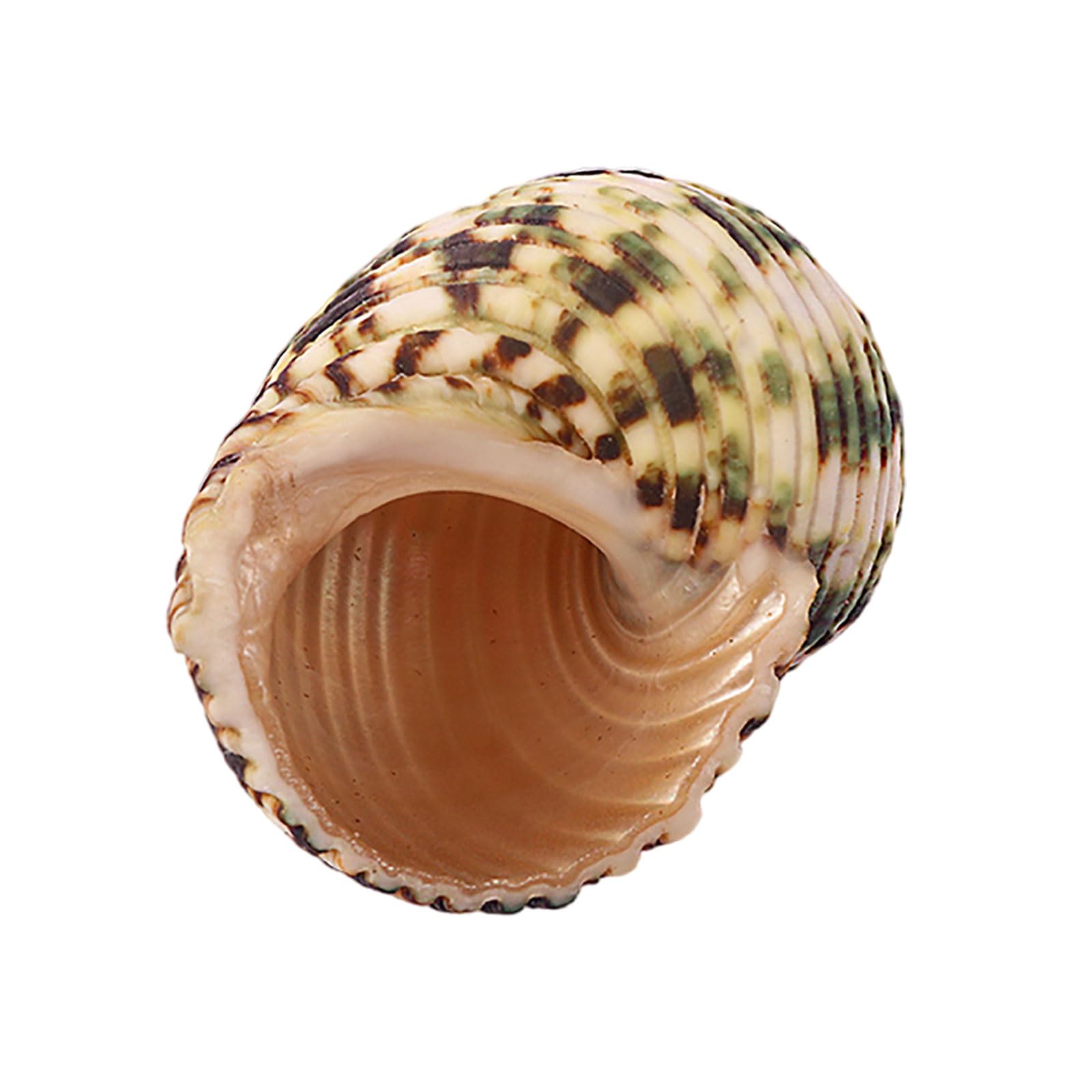 SBJKLYRN shell, Small to Medium Natural Conch Shell for Hermit Replacement Shells Fish Tank Decor(C)
