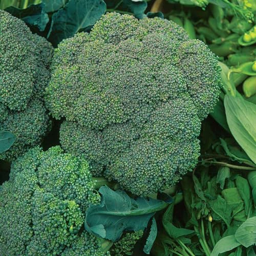Broccoli Waltham 50 Seeds Vegetable Garden Winter Hardy Autumn