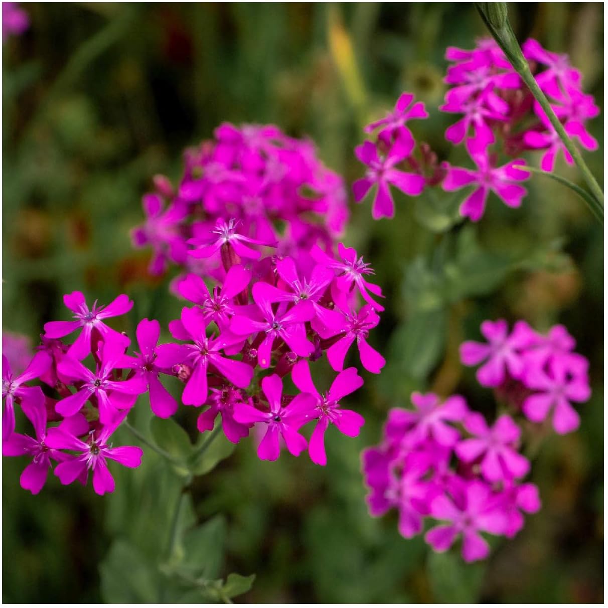 Everwilde Farms - 1 Lb None-so-Pretty Catchfly Wildflower Seeds - Gold Vault