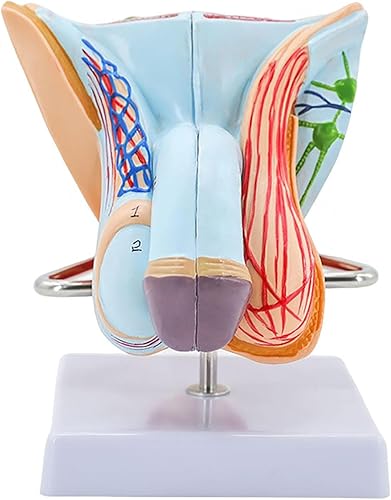 Modelo de órgano genital masculino, modelo de anatomía del sistema reproductivo masculino, Modelo de anatomía humana de PVC, Modelos de órganos