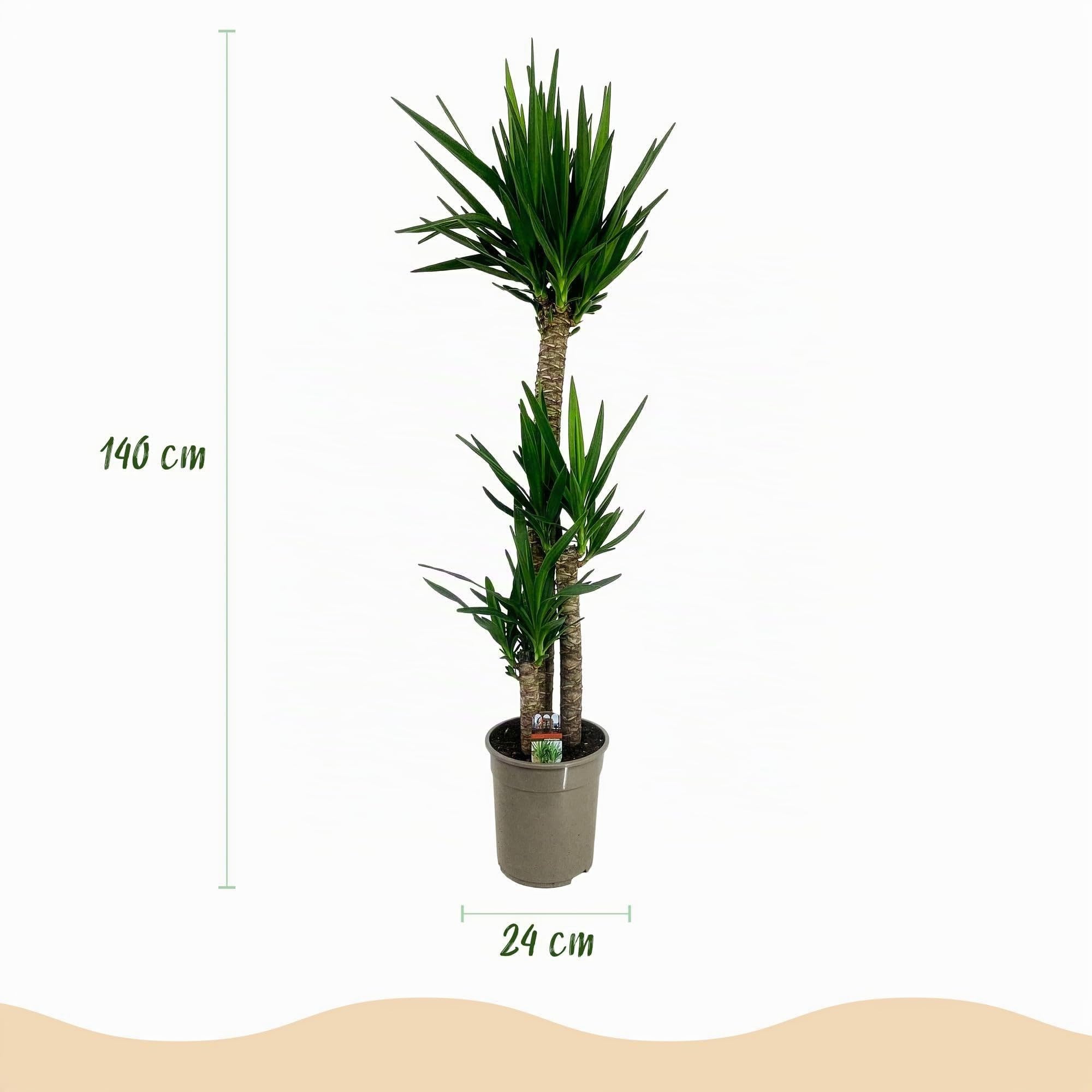 Green boutiQ - Zimmerpflanze - Yucca elephantipes - Yucca - Wenig Pflege - Grün - 1 - Topf 24cm - Höhe 140cm