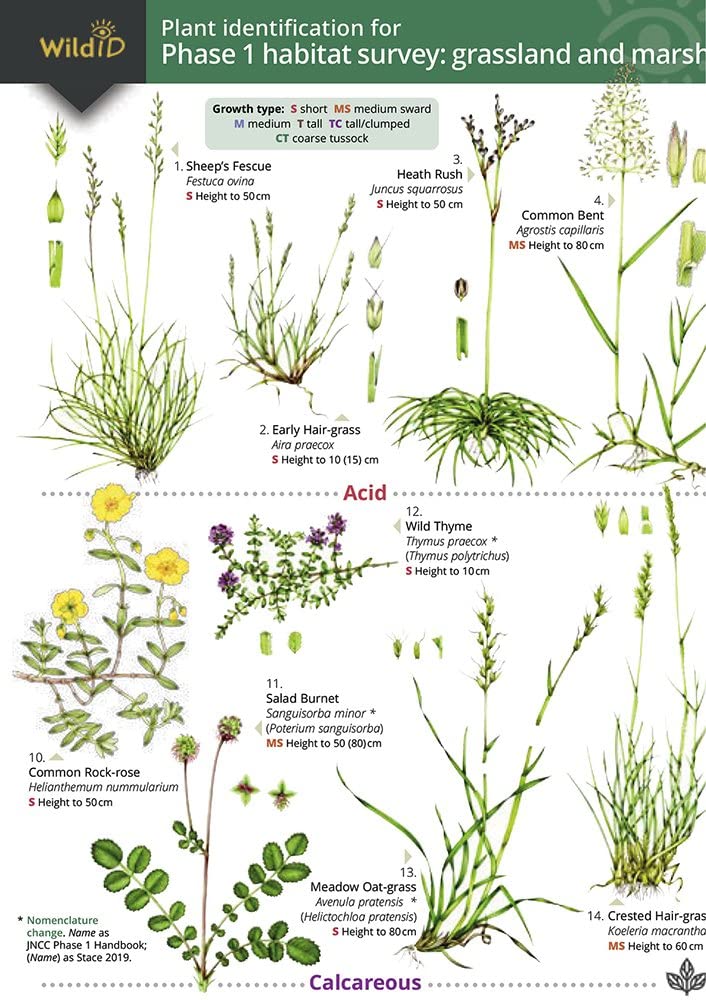 Plant Identification for Phase 1 Habitat Survey: Grassland and Marsh (WildID)