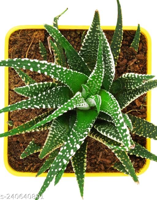 Zebra Cactus Live Succulent Plant with Pot, Air Purifying Indoor Plant for Home Office Bedroom Living Room Decor, (Pack of 1)1-image-22
