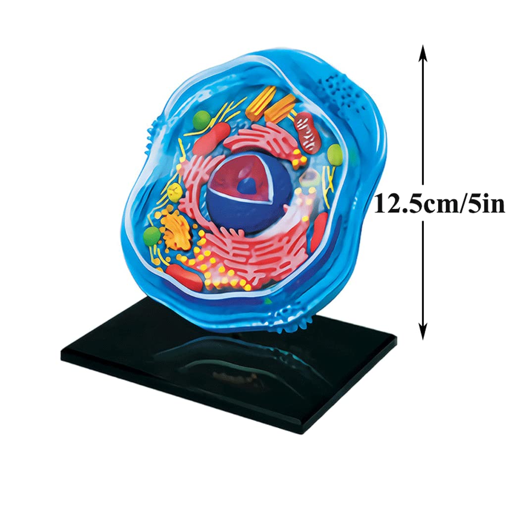 Amazon.com: BREEWO Teaching Model Detachable 4D Animal Cell Model