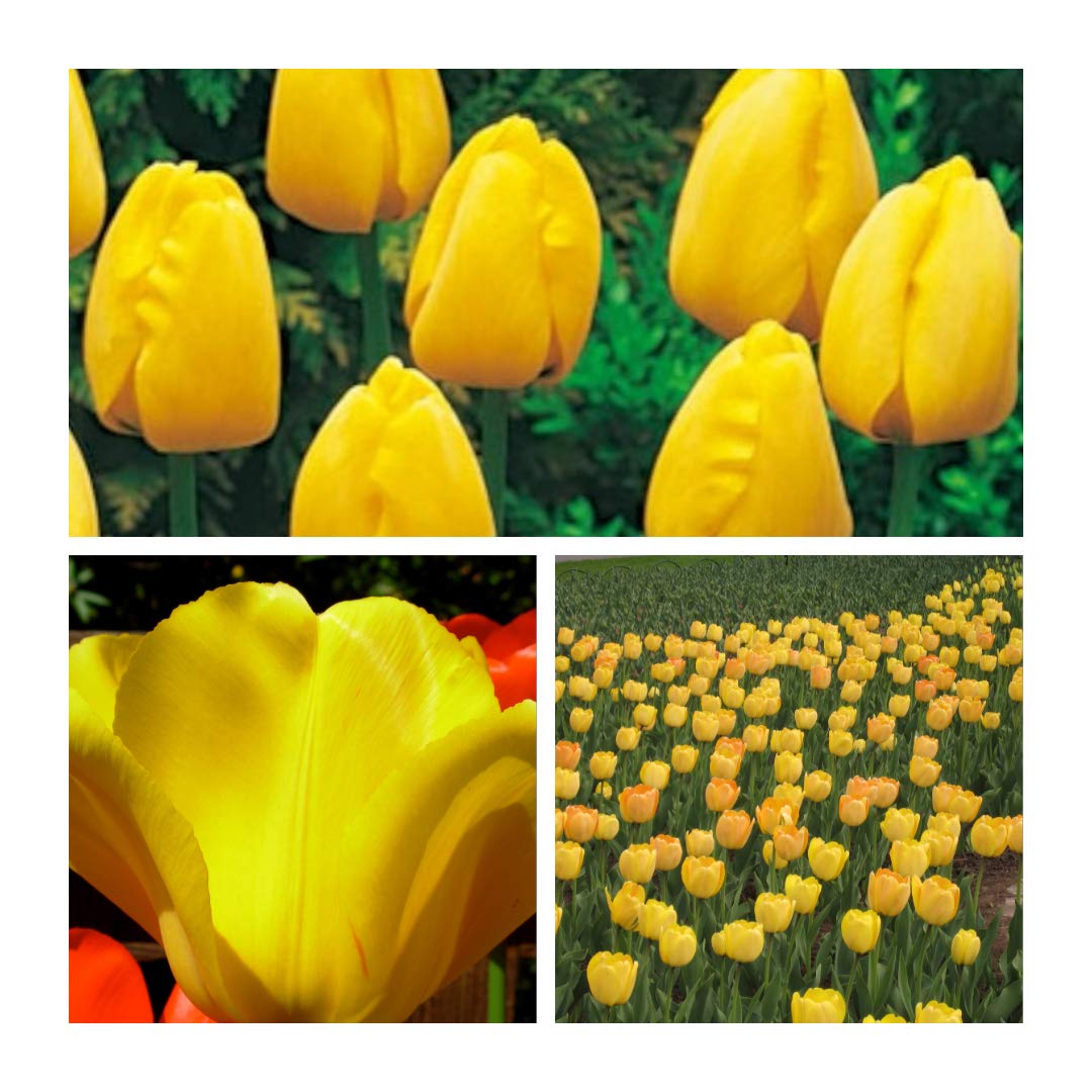 Tulip Darwin Hybrid Golden Apeldoorn x 30 Flower Bulbs Size 10/11 Bright Yellow Spring Flowers. Easy to Grow