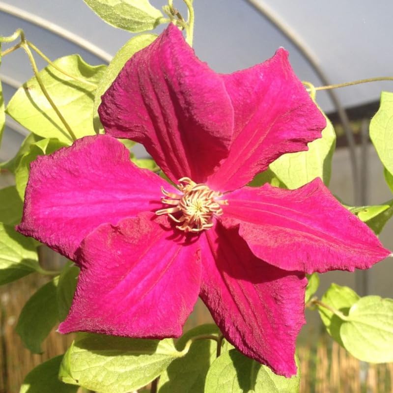 Clematis Vine Plants Live in Pot, 8 Months Old Seedlings Climbing Flowering, Outdoor Trellis Fences, Cold Hardy (Pink Clematis)
