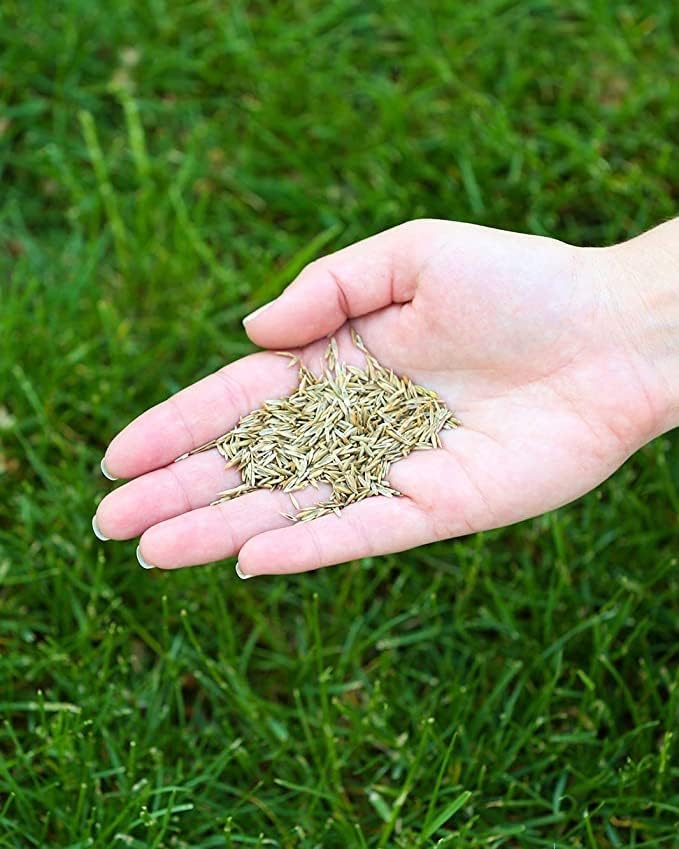 Miniatura 6 de Sun & Shade, Kentucky Bluegrass, Festuca, sol medio y sombra, mantenimiento normal a bajo, bolsa de 1 libra