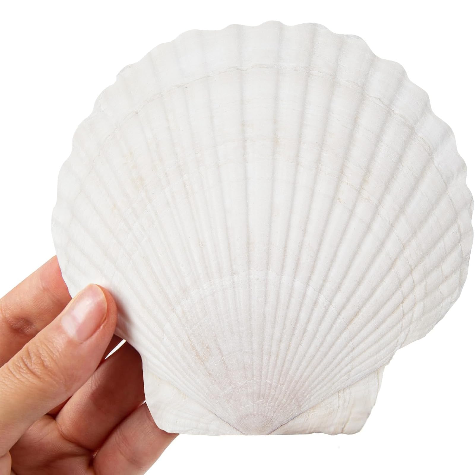 SINKOO Scallop Shells White Natural Seashell 8 PCS for DIY Craft Mermaid Beach Wedding Home Decoration(4-5inch)