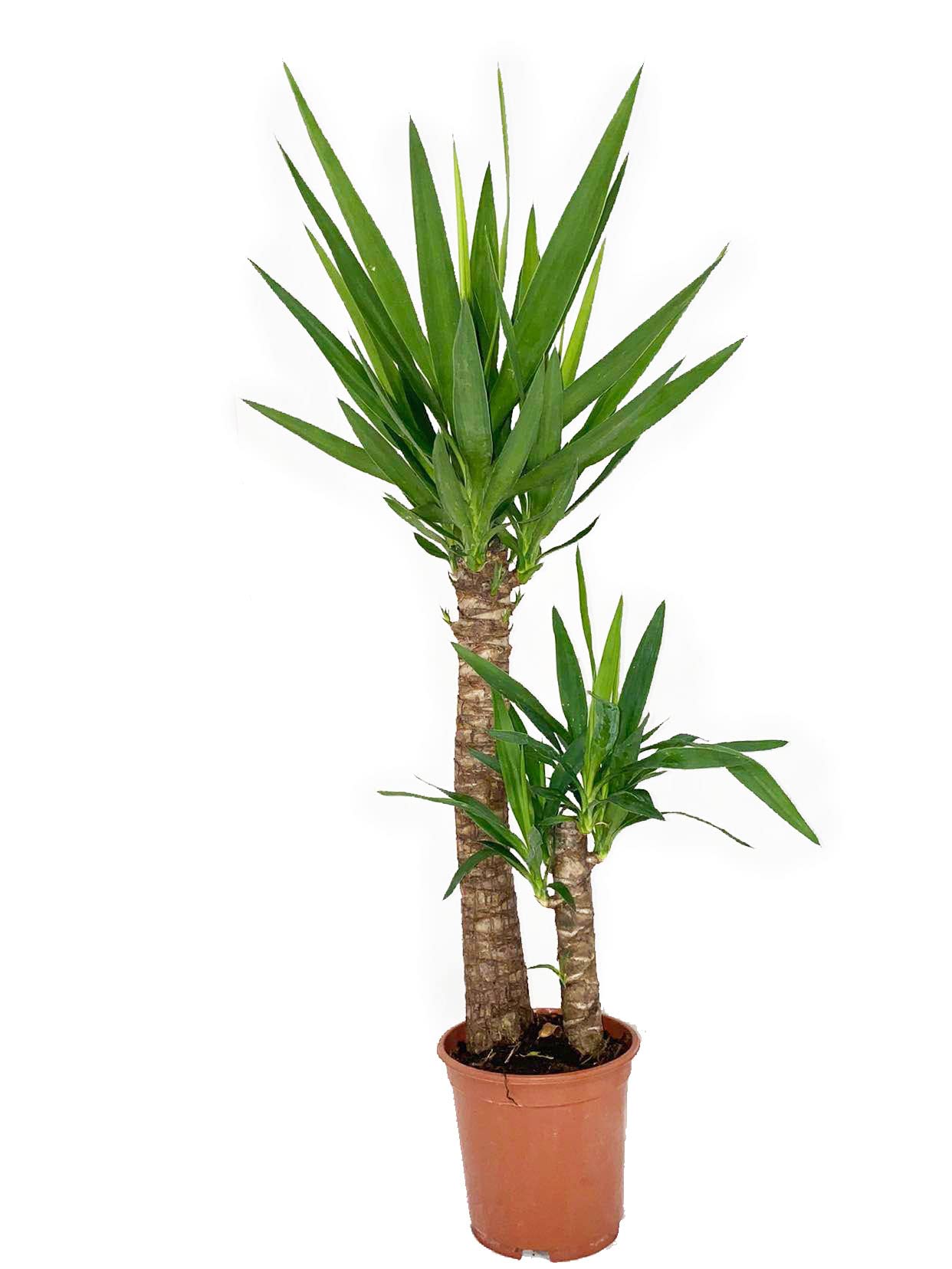 100cm Yucca Plant | 2 Stem Yucca | Tall Indoor Plant | Easy Maintenance Plant | | Yucca Elephantipes | Home & Office Decor