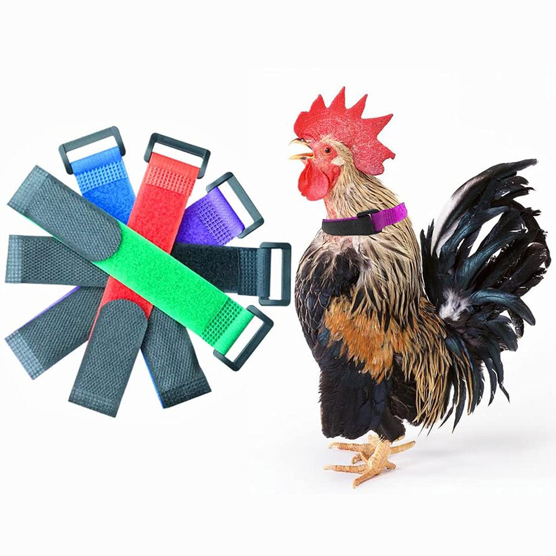 How To Put A Collar On A Chicken at Grover Arguello blog