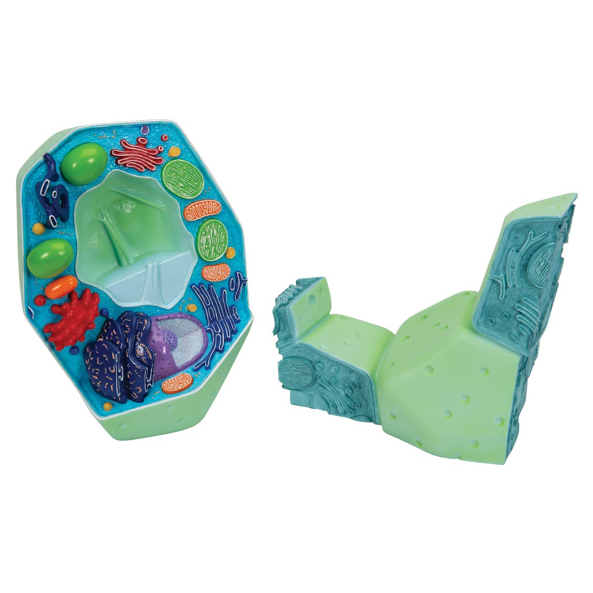 3B Scientific R05 Modello la Cellula Vegetale